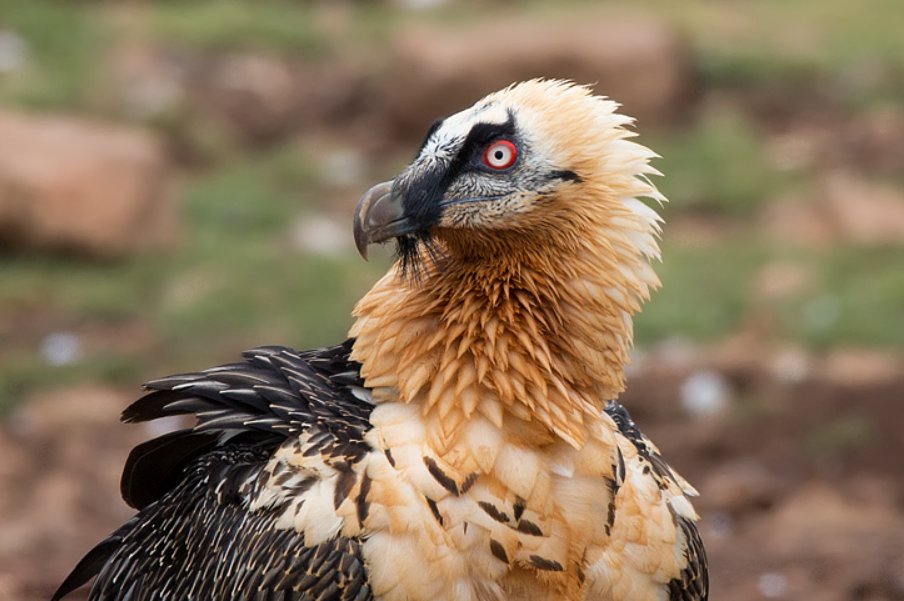 Every week we highlight an area that gets high ratings. This week Col de Pal (see Birdingplaces.eu/birdingplaces/…) a fantastic place in the Catalan Pyrenees to see Bearded Vulture up close. @birdcatalunya @CREAF_ecologia @visitcatalonia @spain @avesibericas @CarlesTobella @paisatgesvius