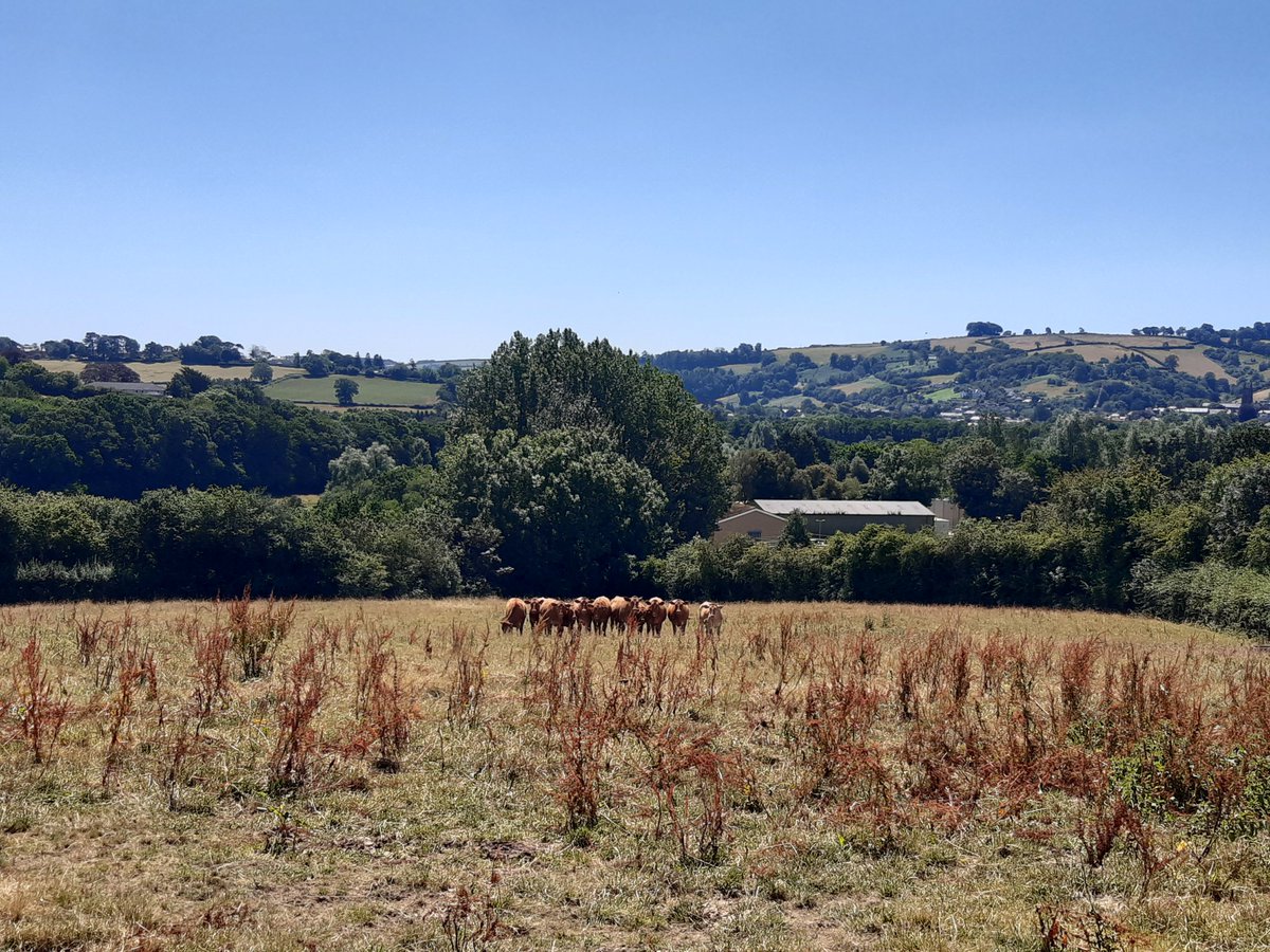 LGuedemann's tweet photo. What an amazing privilege to be writing my PhD thesis in the Devon countryside. After 4 days of self-chosen solitude, I have convinced myself that the cows are cheering me on for every written word. 
#phdlife #writinglife https://t.co/l9gtzImjyQ