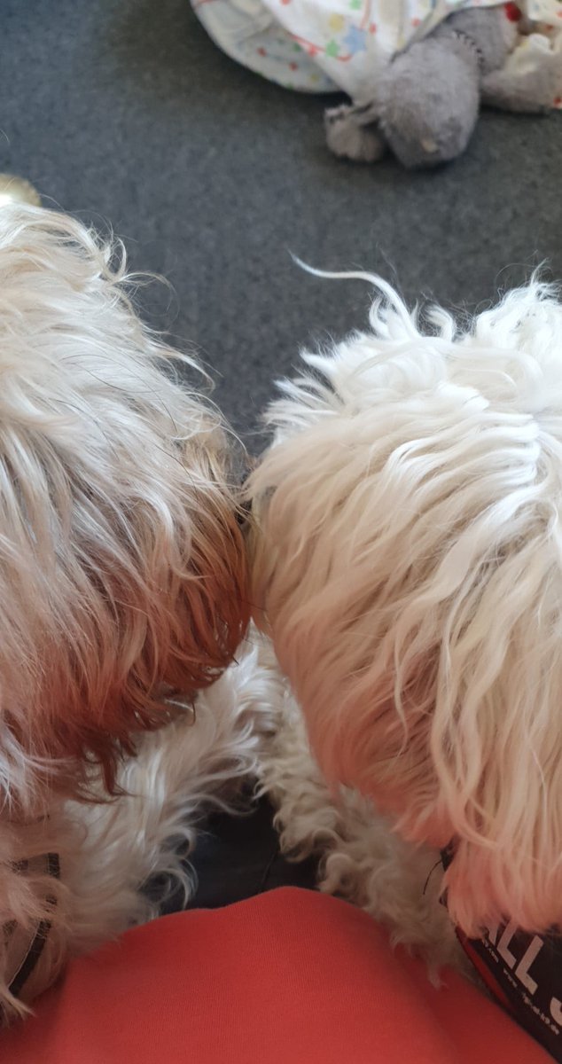 I love to give my bestie a kiss 😍😊🐶🥰🐶