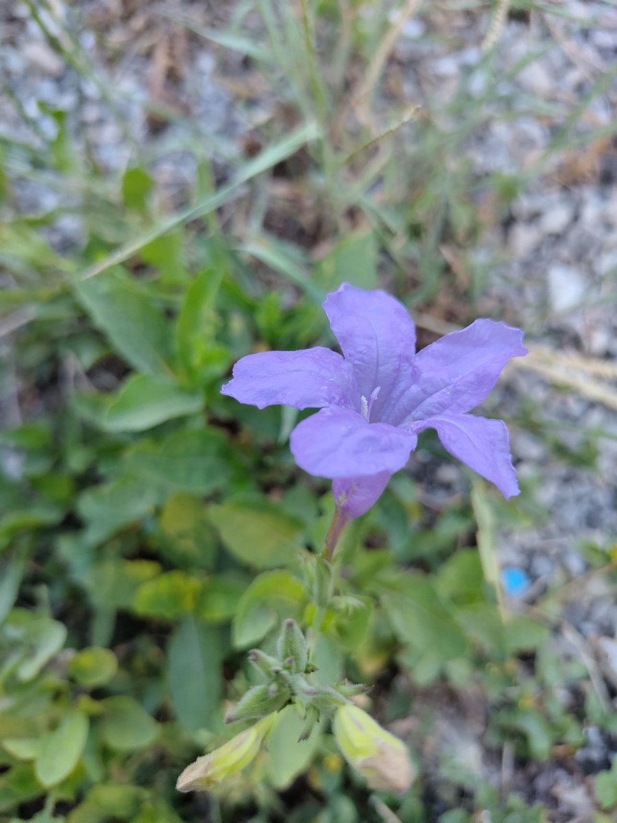 #Violetflowers #photography Rabbit 📷