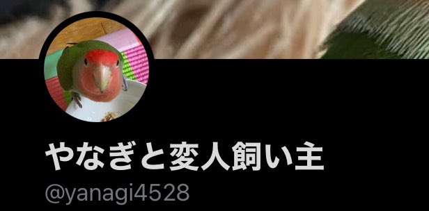 zeramugi46's tweet photo. 最近コザクラインコを飼いました~~~~~~~~( ◜ᴗ◝) https://t.co/18M4H3KZXx