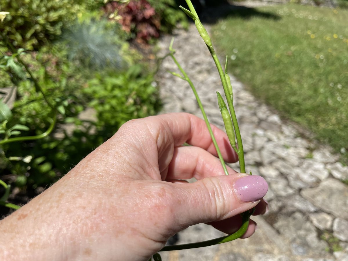 I’ve been waiting to see how a rocket flower ‘goes to seed’ and now I know.  Do I leave on the plant to dry or take off ? <a href="/GWandShows/">BBC Gardeners World</a> <a href="/TheMontyDon/">Monty Don</a>