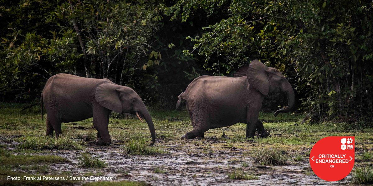 African forest elephants are Critically Endangered as numbers declined by more than 86%.

Catch up on the latest Red List assessments for this species ➡️ow.ly/OHYg50E7iKG