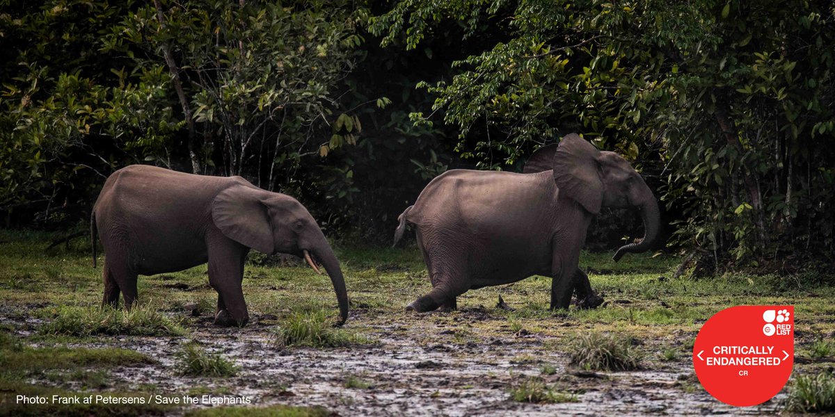 African forest elephants are Critically Endangered as numbers declined by more than 86%. Catch up on the latest Red List assessments for this species ➡️ow.ly/OHYg50E7iKG