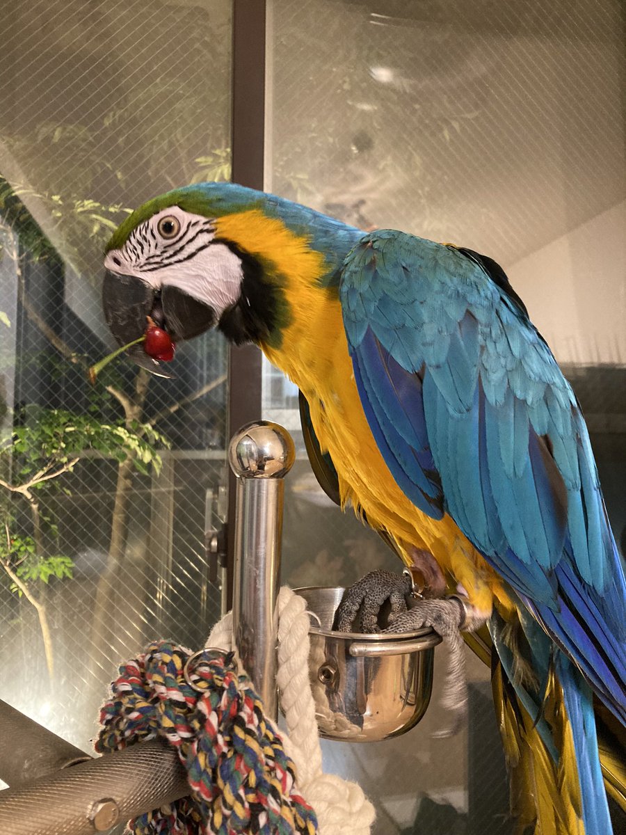 lansayuri24952's tweet photo. 7月5日から千葉県市川市で行方不明になってしまった我が家のルリコンゴウインコを探しています。
体毛は全体的に青く、胸元から腹部にかけて黄色です。
目撃又は保護等された方がおりましたら、些細な情報でも提供させて頂けると幸いです。
#ルリコンゴウインコ　#迷子鳥
#松戸市 #市川市　#迷い鳥 https://t.co/o4LohBy6kA