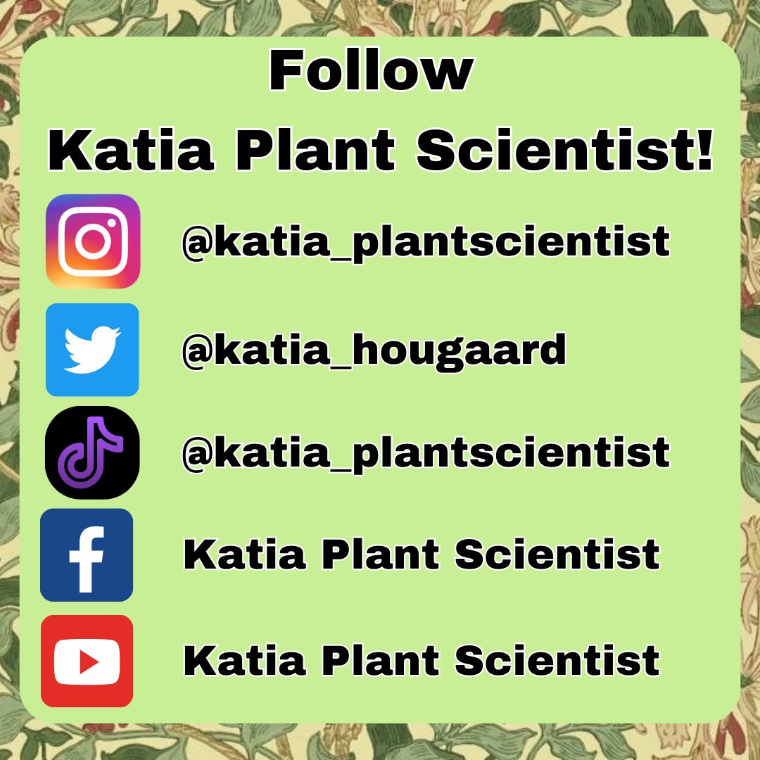 katia_hougaard's tweet photo. Hi plant lovers!
Make sure to check out my other social media pages for more videos, photography, and essays about botany. See you there.
#socialmedia #katia_plantscientist #sciencecommunication #botany #plants #scienceeducator #learning #biology #science #learnscience #videos https://t.co/lxxOgKOLPR