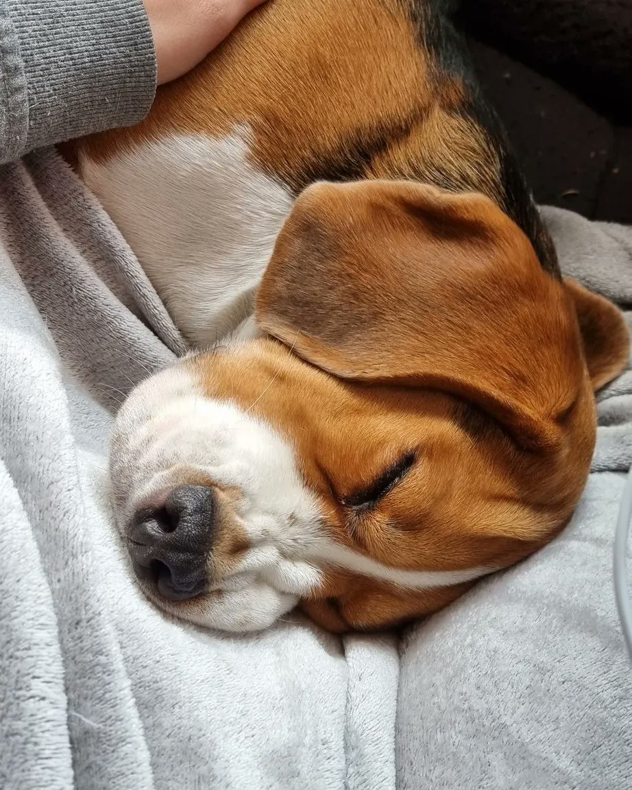 There is evidence to suggest that snuggling with a #beagle is a healing therapy that shows positive results after just 30 minutes. #beaglefacts 

📷 <a href="/magicalydeducts/">Hannah Banana</a> / Twitter