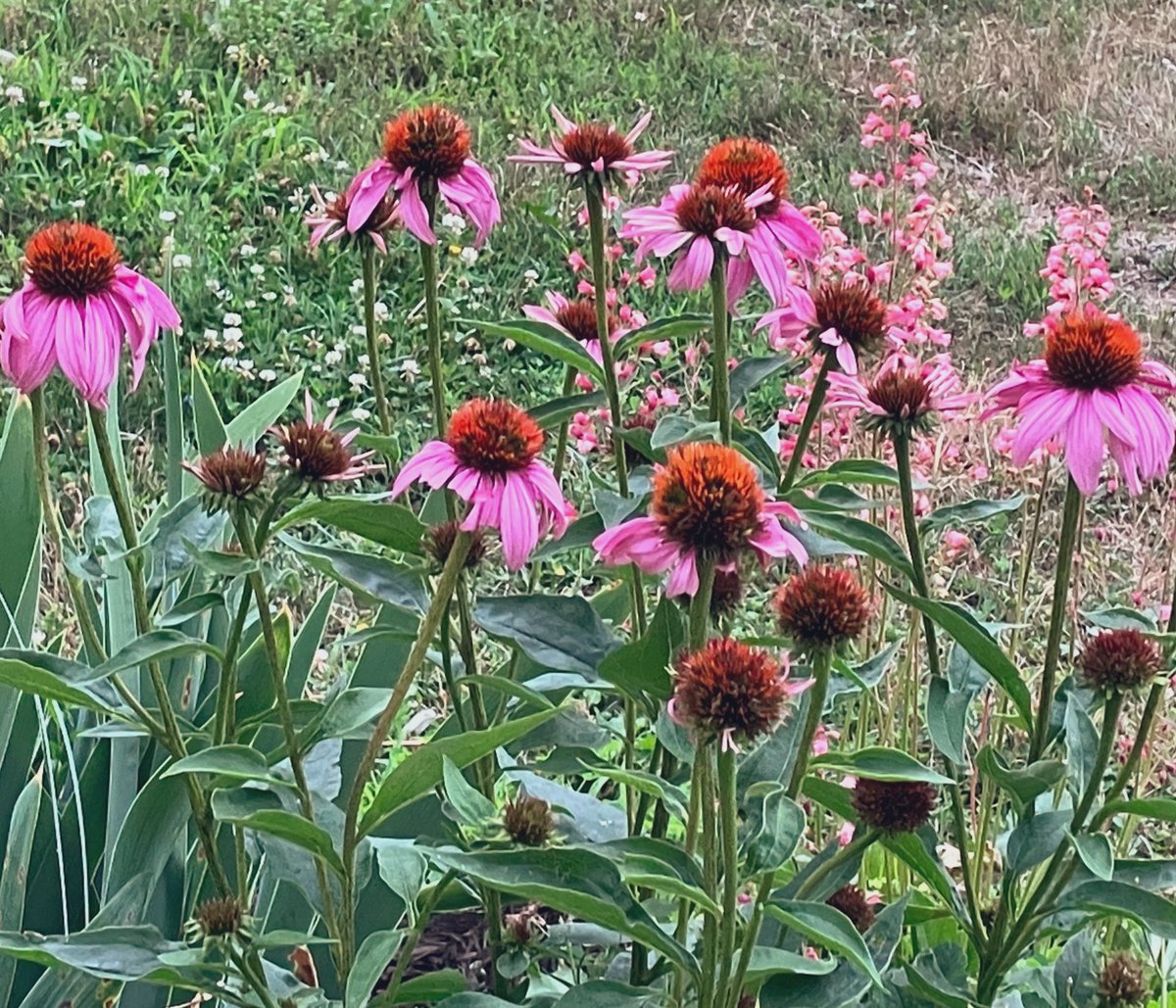 Good Morning from my garden. I will be weeding today. I have been away from the garden as my mother died and then for her Memorial Service. The weeds got away from me.