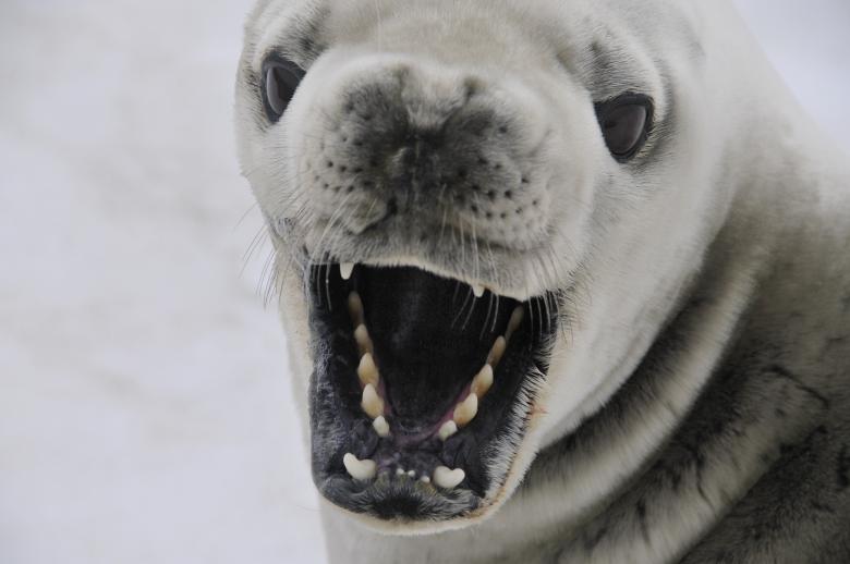 SeaWolvesSpain's tweet photo. La foca cangrejera tiene sus dientes transformados para que funcionen como un filtro. Esto les permite alimentarse del plancton que queda retenido en el interior de sus bocas, mientras el agua sale entre sus dientes.
Quieres saber más? ECUMM: https://t.co/pJBF1wmAn9 https://t.co/EH1Mvyg5en