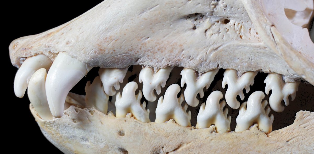 SeaWolvesSpain's tweet photo. La foca cangrejera tiene sus dientes transformados para que funcionen como un filtro. Esto les permite alimentarse del plancton que queda retenido en el interior de sus bocas, mientras el agua sale entre sus dientes.
Quieres saber más? ECUMM: https://t.co/pJBF1wmAn9 https://t.co/EH1Mvyg5en
