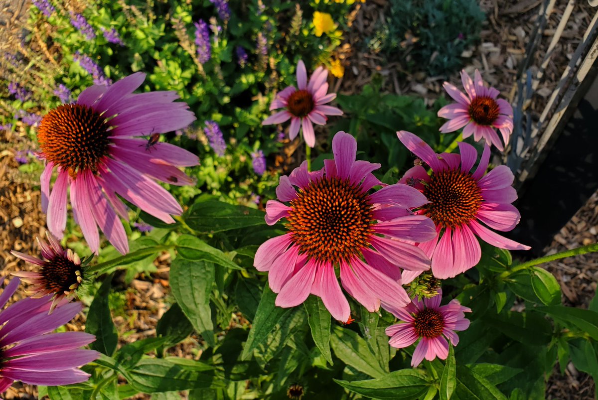 MMcLaughlinsong's tweet image. Let everything that has breath praise the Lord!