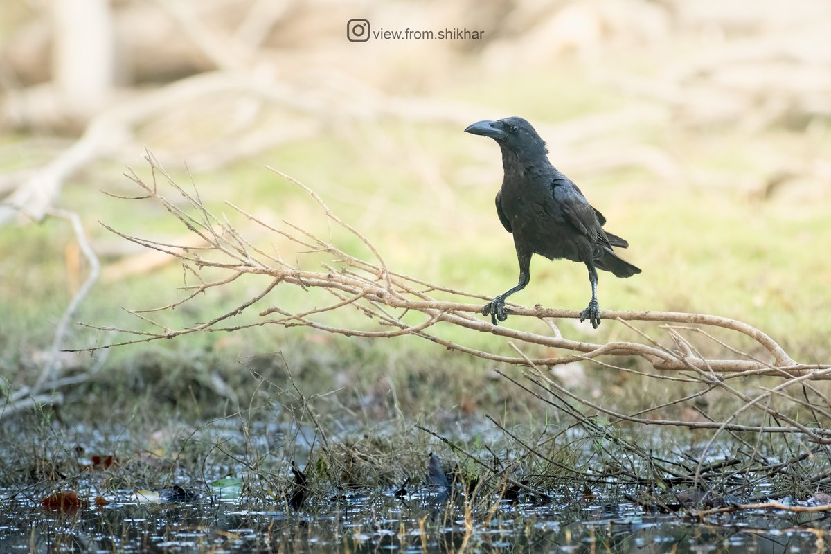 Nature's Fashion Icon: Elegantly dressed in black - the Large-billed Crow

#BlackTwitter #ThePhotoHour #SonyAlpha #CreateWithSony #SonyAlphaIn #IndiAves #BirdsOfIndia #birdwatching
