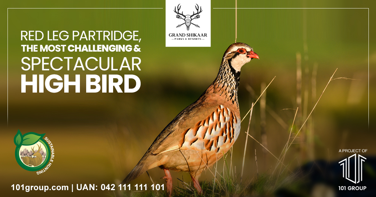 GrandShikaar's tweet photo. Get ready for the most challenging hunt of the Red Leg Partridge, which promises to test your skills and ignite your spirit with an adrenaline rush! 

Buy your chalet now. Booking starts from PKR 2,650,000/-

#GrandShikaar #ParksandResorts #HeavenInTheWild #Nature #101Group https://t.co/zZ9TLBUhmH