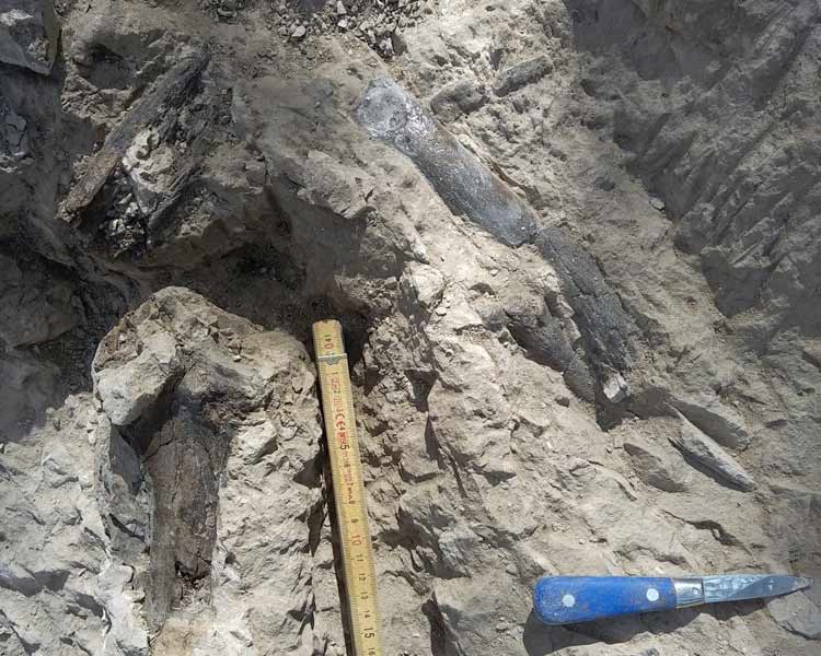 palevoprim's tweet photo. Aujourd’hui prend fin une nouvelle campagne de fouilles paléontologiques @palevoprim @isemevol  sur le site de Montredon, @ccsudherault, France. https://t.co/6xp2DX59RH @DR08_CNRS @UnivPoitiers https://t.co/0pNR65RK1A