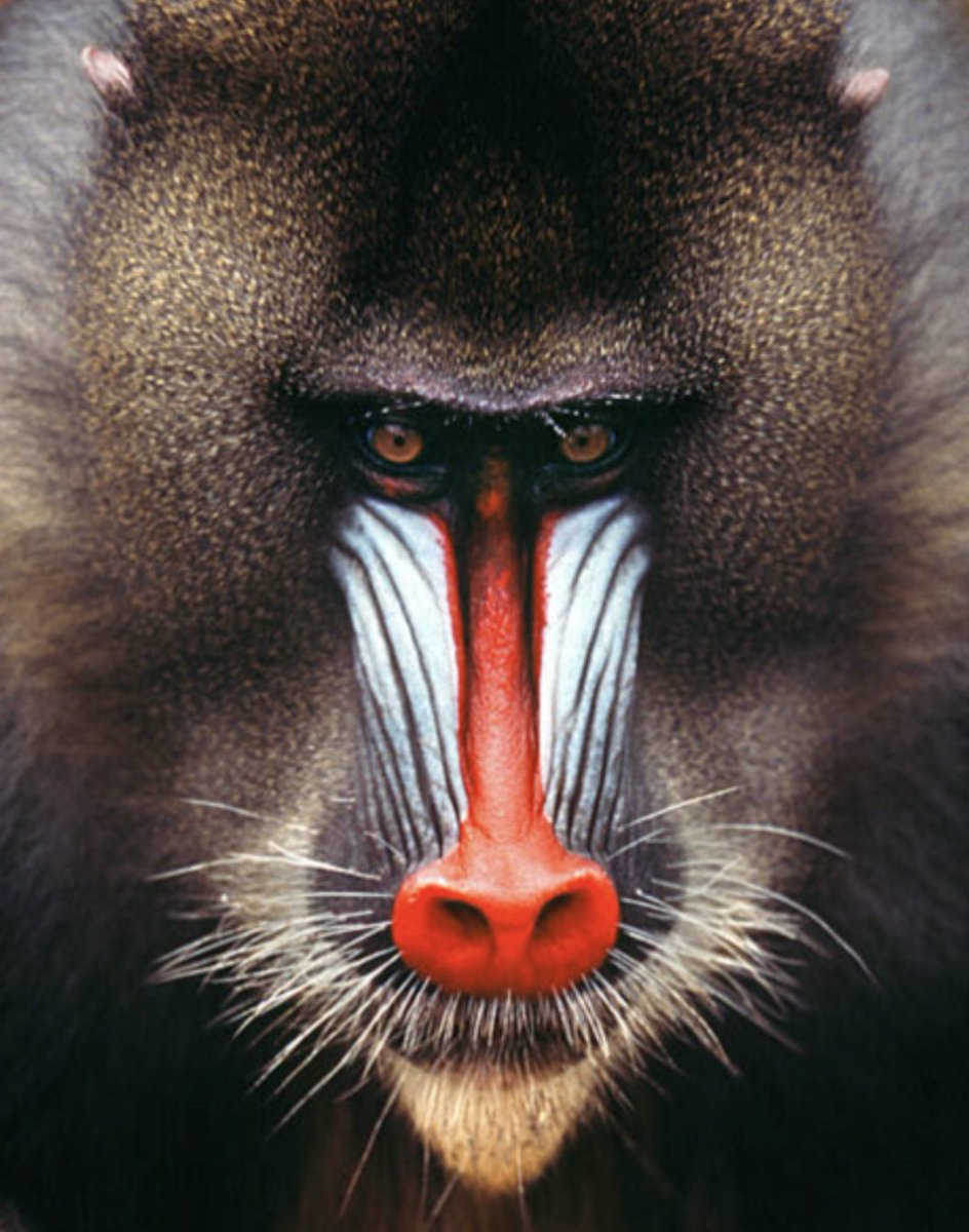 Beautiful Mandrill from #Gabon.
📸 Parc de la Lopé
•
Magnifique Mandrill du #Gabon.
📸 Parc de la Lopé