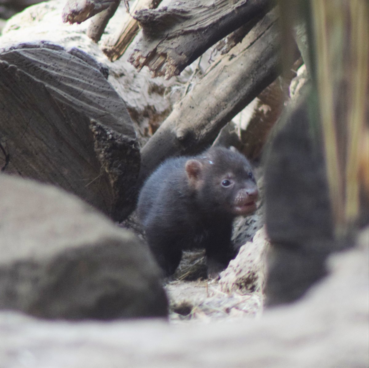 Alice Clark | Zoologist tweet media