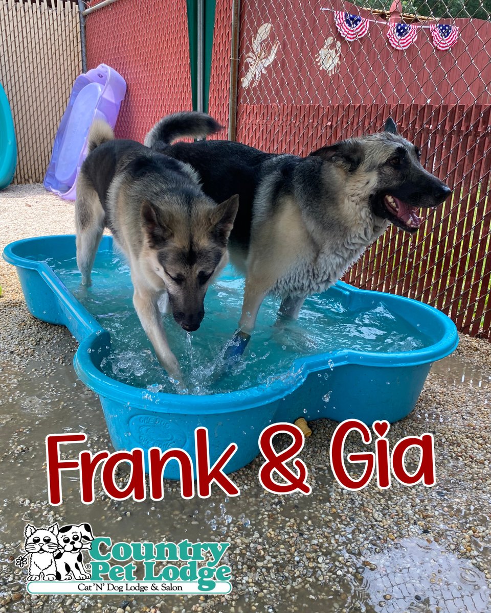 CountryPetLodge's tweet photo. Frank and Gia, the dynamic duo, making waves at Pebble Beach at Country Pet Lodge! ๐๐พ๐ #SplashMasters #PuppyPoolParty #Frank #Gia #GermanShepherdShenanigans #TooCuteToHandle #SwimmingShepherds #PawsInThePool #DoggyPaddlePros #SplashySheps #WaterWoofers https://t.co/CXQxUVa2I0