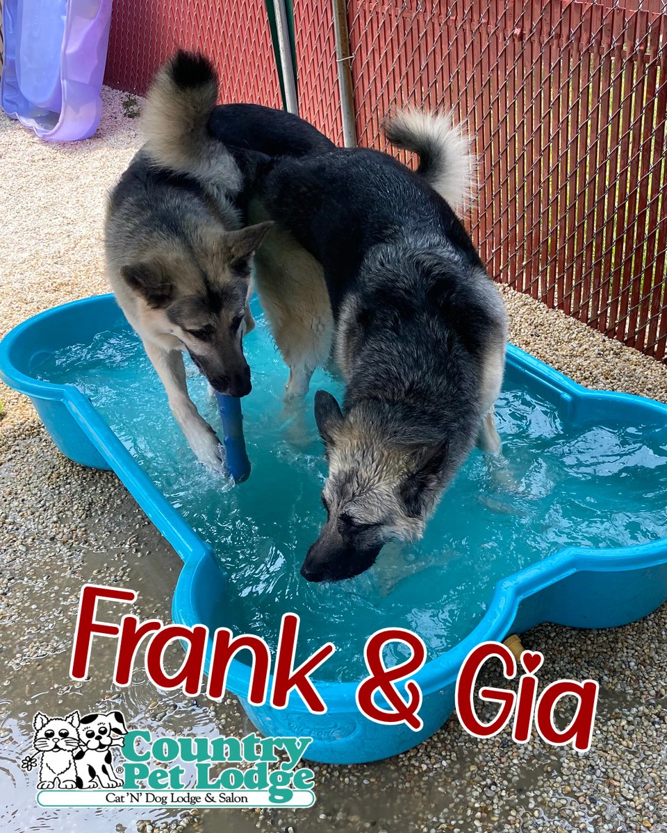 CountryPetLodge's tweet photo. Frank and Gia, the dynamic duo, making waves at Pebble Beach at Country Pet Lodge! ๐๐พ๐ #SplashMasters #PuppyPoolParty #Frank #Gia #GermanShepherdShenanigans #TooCuteToHandle #SwimmingShepherds #PawsInThePool #DoggyPaddlePros #SplashySheps #WaterWoofers https://t.co/CXQxUVa2I0