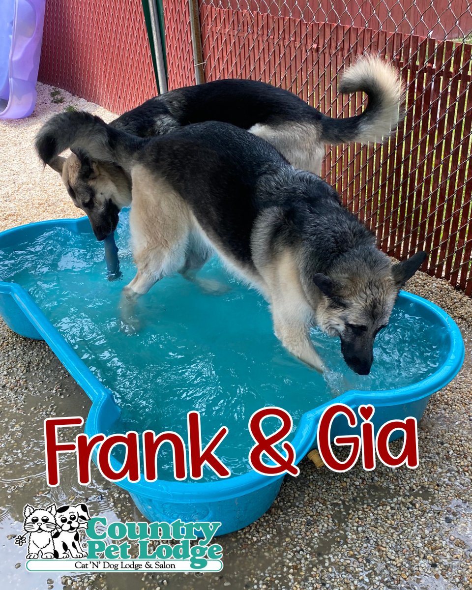 CountryPetLodge's tweet photo. Frank and Gia, the dynamic duo, making waves at Pebble Beach at Country Pet Lodge! ๐๐พ๐ #SplashMasters #PuppyPoolParty #Frank #Gia #GermanShepherdShenanigans #TooCuteToHandle #SwimmingShepherds #PawsInThePool #DoggyPaddlePros #SplashySheps #WaterWoofers https://t.co/CXQxUVa2I0