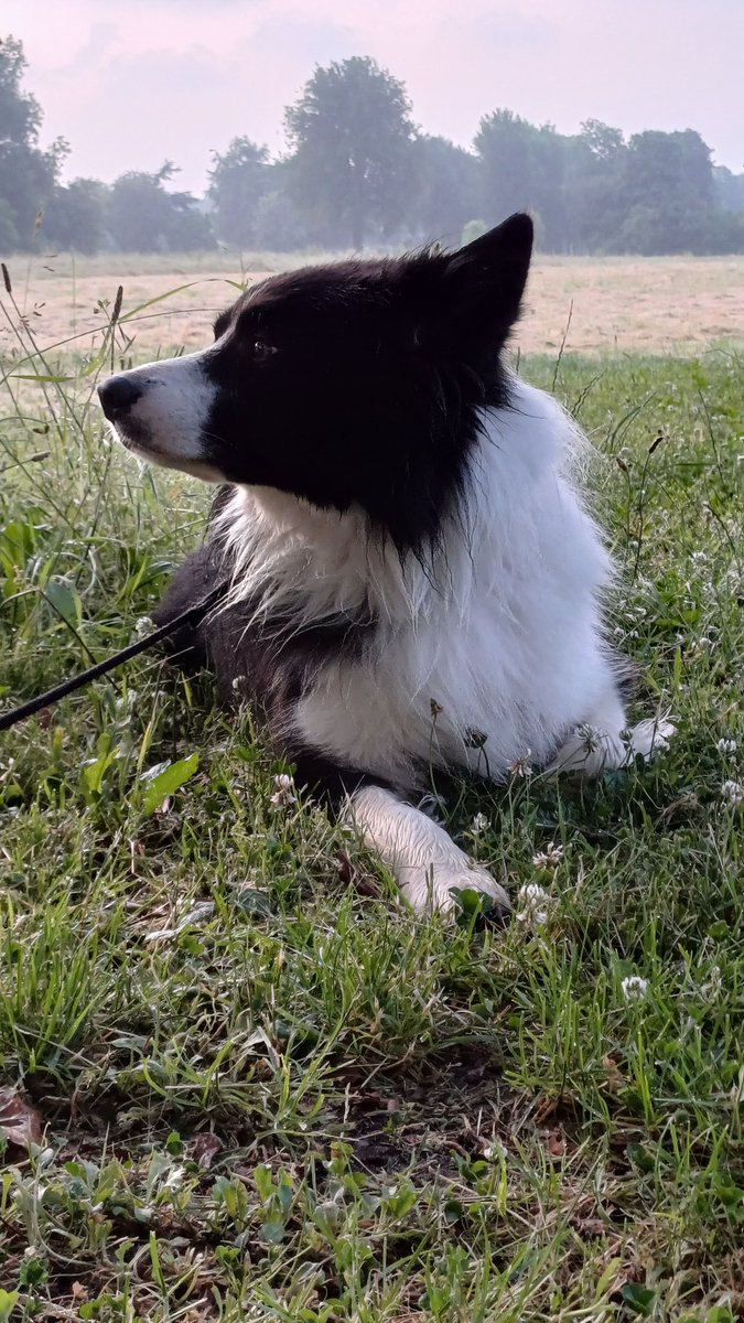 rip Archie 🇳🇱🌈, never forgotten 😥. meet Eowyn tweet media