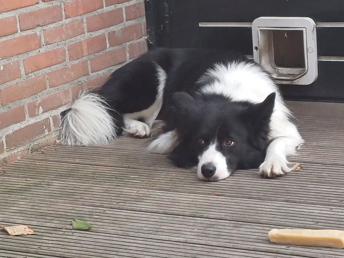 rip Archie 🇳🇱🌈, never forgotten 😥. meet Eowyn tweet media
