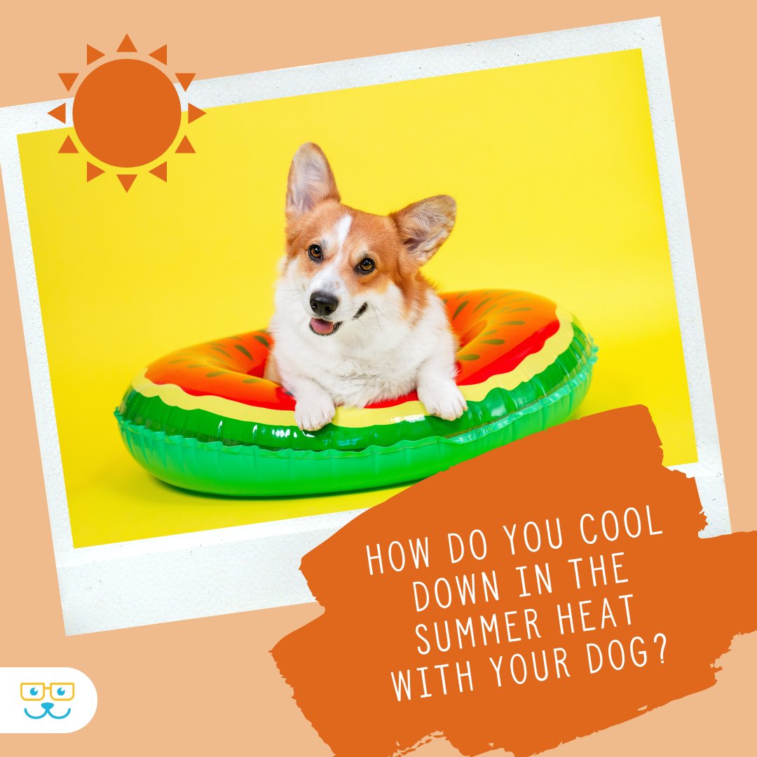 vieraeastvet's tweet image. Tell us your favorite ways to cool down with your dog! Do you hop in the swimming pool? Run through a sprinkler? Chill out in the shade? #vieravet #staycool #petquestions