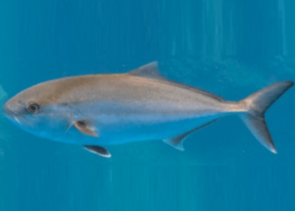 IPac. Acuicultura tweet media