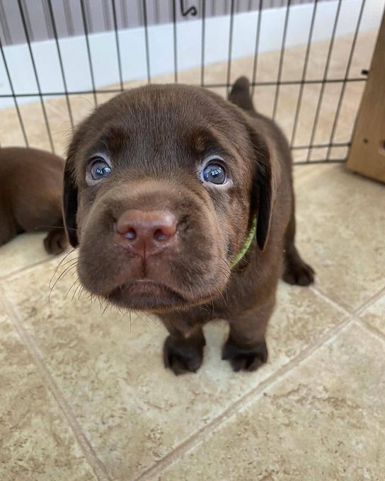 Happy Dog tweet media