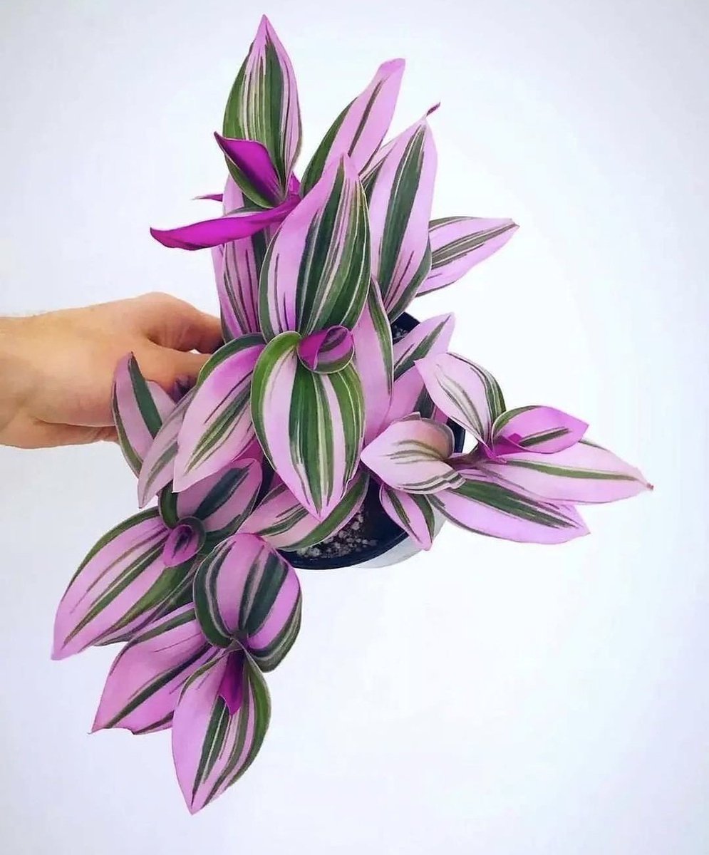HobbyistPlant's tweet photo. Who else loves pink plants? 🌿 https://t.co/VQWkA3W6f2
