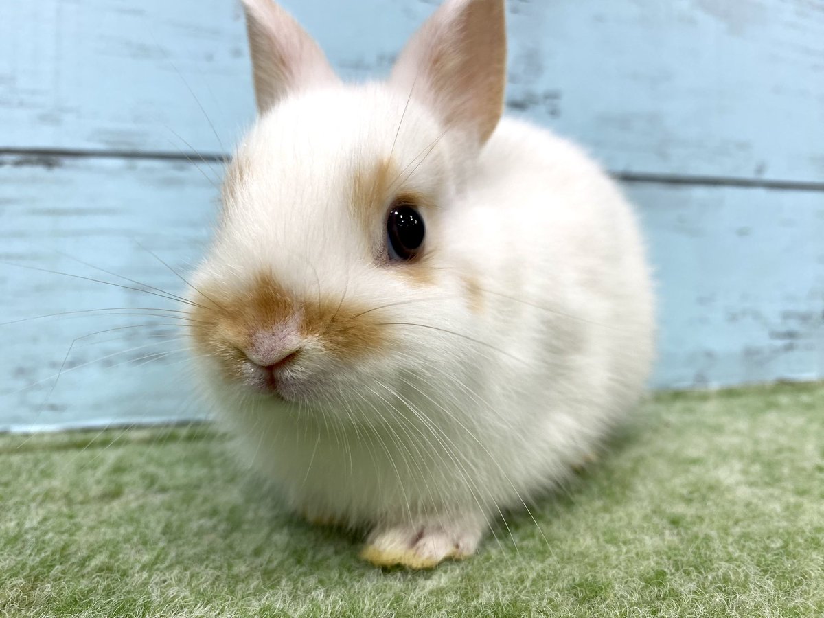 TinyRabbit