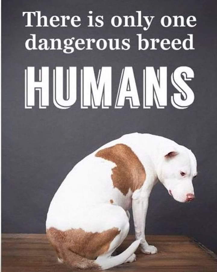 👇Food for Thought #Noida 
HOW do you Expect a PetParent take her dog up&amp;down a Multistory Apt?

Girls have been harassed in lifts,
People have been killed in lifts,

But have people been banned from
Using Lifts?
NO,WHY?
#AnimalRights
#NoMore50
#Ashes
CC <a href="/GDnarbhakshi/">जनरल नरभक्षी पैरोडी 🏹</a> <a href="/Manoosing/">Manu Singh</a>