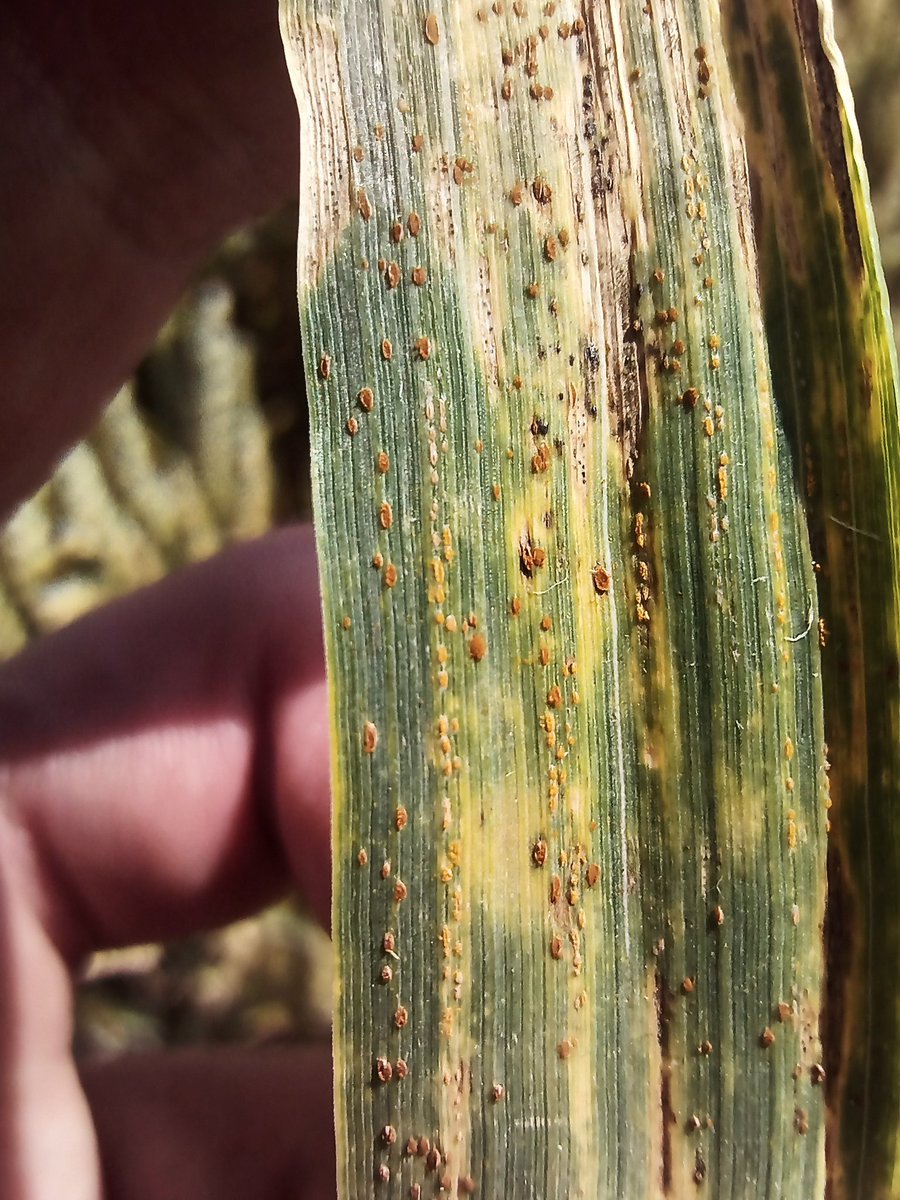 Remco Stam tweet media