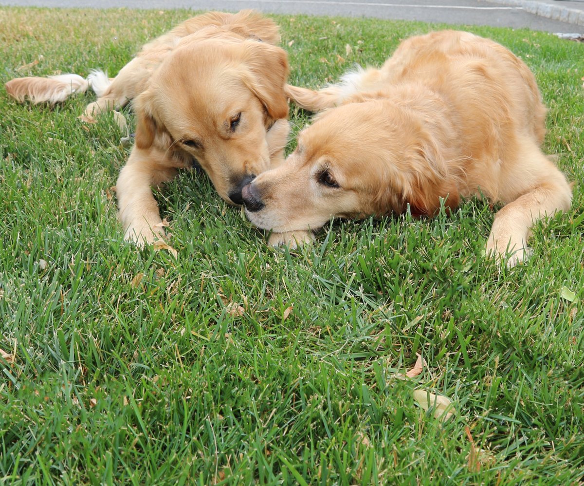 SeeingEyeInc's tweet photo. Itβs National Parentβs Day so this pup made sure to give his mom an extra kiss on the nose when he saw her.
Whatβs your favorite thing about your parents?
#TheSeeingEye #SeeingEye #SeeingEyeDog #SeeingEyePuppy #GoldenRetrievers #NationalParentsDay https://t.co/U7Mv8UUZcd
