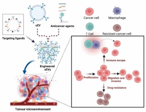 ACS Publications Bio & Med Chem Content (@acsbiomed) on Twitter photo Now in ASAP at #ACSMolecularPharmaceutics! Breakthrough in cancer therapy with #smallEVs. Time for clinical translation! #oncology #DrugDelivery 💪🔬" By SK Kumar and MV Sasidhar <a href="/AherfApollo/">Apollo Hospitals Educational & Research Foundation</a>. Read it here: go.acs.org/5rU Now in ASAP at #ACSMolecularPharmaceutics! Breakthrough in cancer therapy with #smallEVs. Time for clinical translation! #oncology #DrugDelivery 💪🔬" By SK Kumar and MV Sasidhar <a href="/AherfApollo/">Apollo Hospitals Educational & Research Foundation</a>. Read it here: go.acs.org/5rU