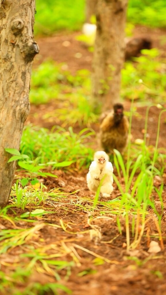 pocketmacro's tweet image. It sure is fun watching happy fluffy chickens run to you 😂💖 #silkies #chickens #fluffychickens #silkiechickenshttps://instagr.am/reel/CuZbnN2Os7Z/