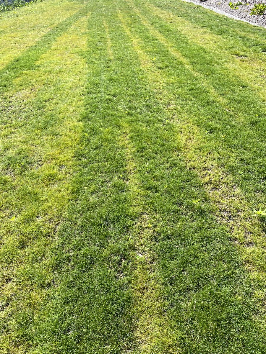 Asioita, joita olen oppinut kesälomalla: Nurmikkolannoite toimii todella tehokkaasti ja olen todella huono levittämään sitä.