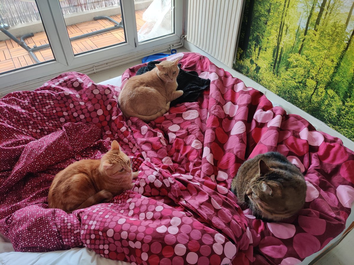 drae ☀️ ⭐ tweet media