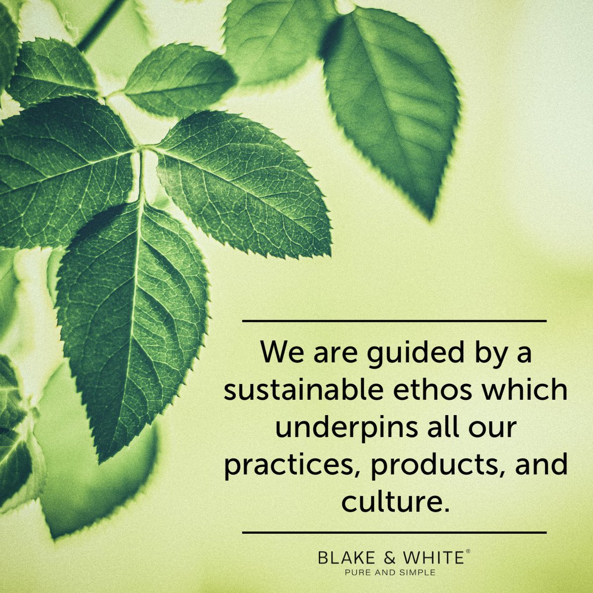 BlakeandWhiteUK's tweet photo. At Blake &amp; White, sustainability is one of our top priorities. 🌳 

Our commitment to environmentally conscious solutions ensures that our customers can rely on us for sustainable products, without compromising on quality or effectiveness.

#BlakeandWhite #janitorialsupplies https://t.co/nnxFLqv9vJ