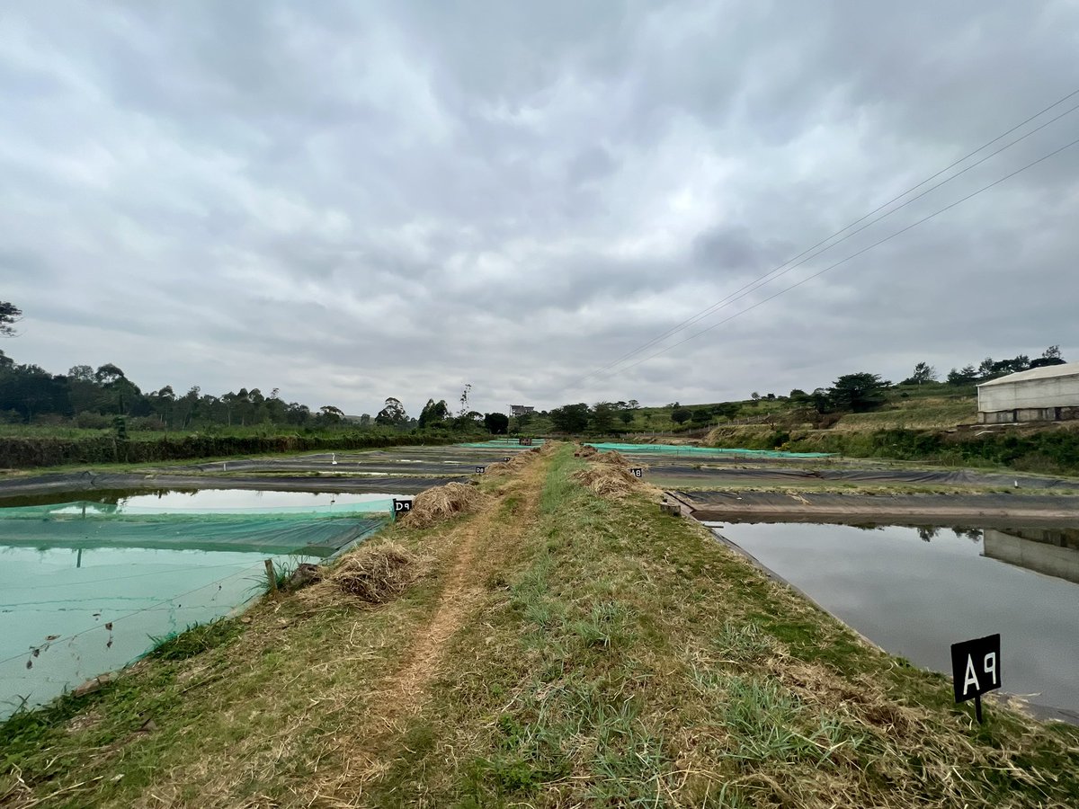 FishVetReichley's tweet photo. Thoroughly enjoyed my visit to Makindi Fish Farm with @uonbi Faculty of Veterinary Medicine. A great #catfish and #tilapia farm in Kenya. Thanks for your hospitality! #fishvet @msstate_vetmed @msstateglobal @MSU_DAFVM https://t.co/c8PKZUnE0P