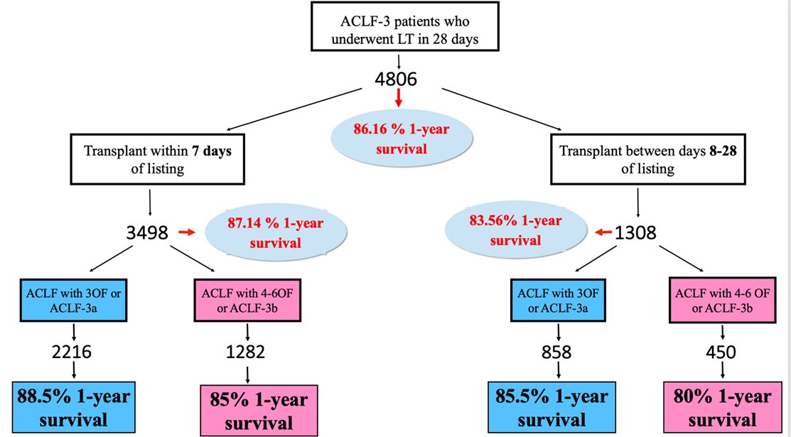 The optimal time interval between listing and LT to maximize survival in ACLF-3 is unknown. Our study showed that early LT (< 7 days from listing) in ACLF-3 is associated with better 1-year survival compared to late LT (days 8-28 from listing) bit.ly/46ByzTK
