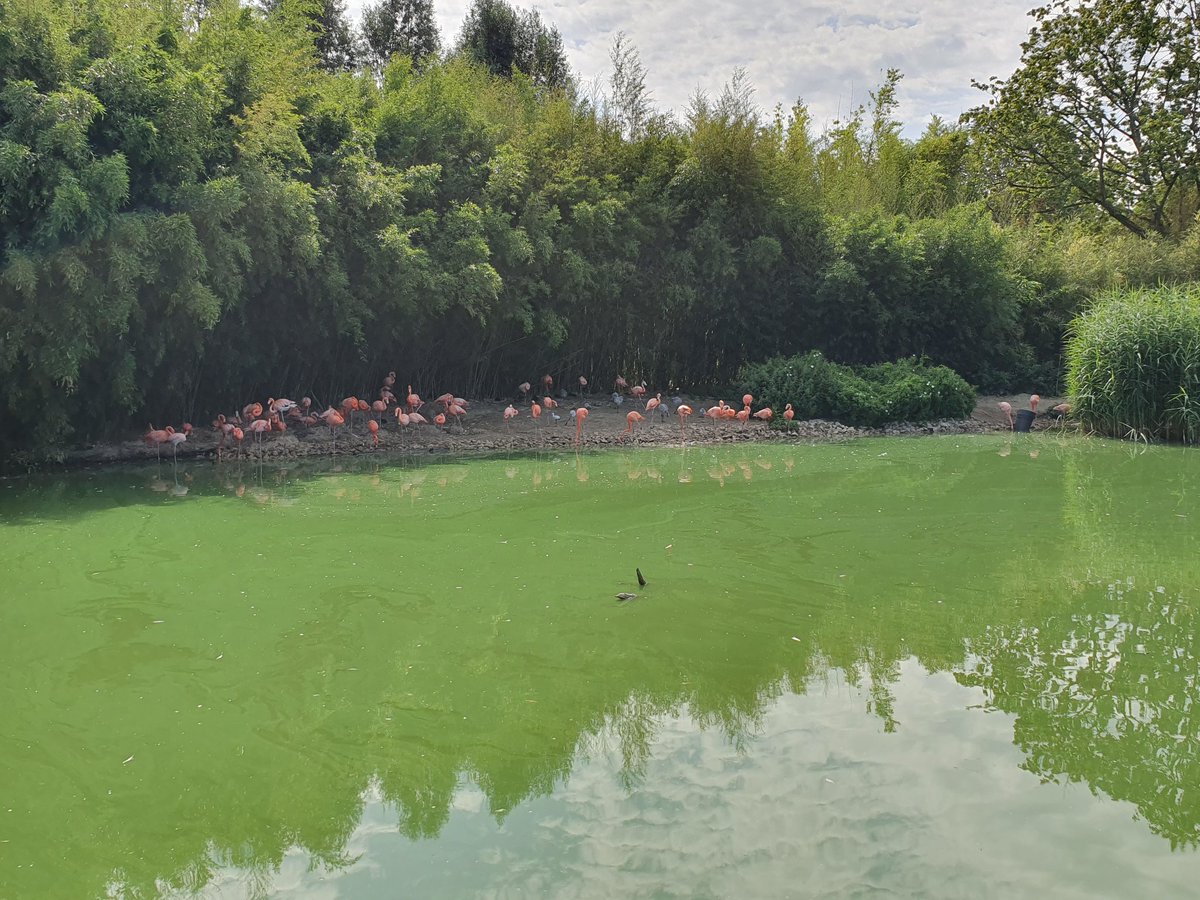 Préparatifs du 18/19 des #RCF #Aura réalisé aujourd'hui au parc des oiseaux de Villars les Dombes.
#Ain <a href="/VisentinManu/">Emmanuel Visentin</a> <a href="/corentinxdubois/">Corentin Dubois</a>