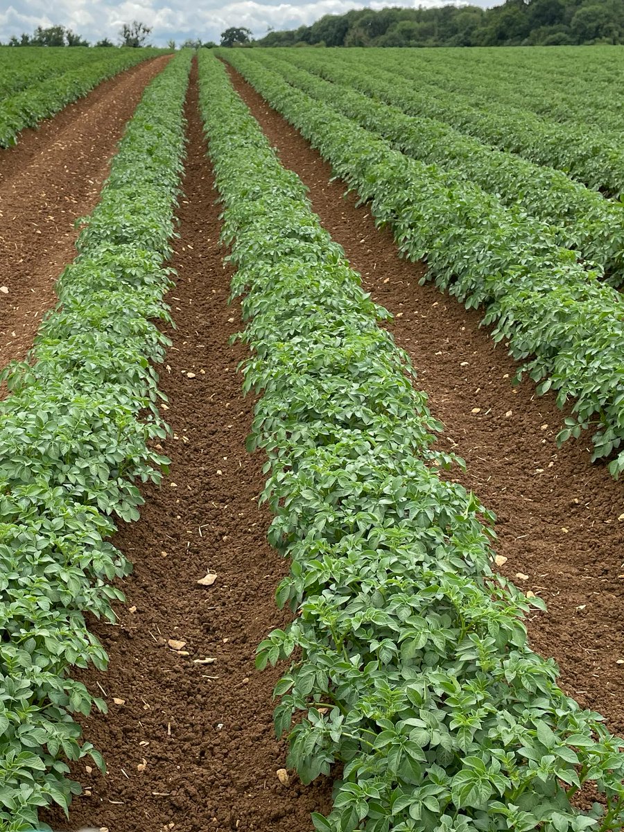 Branston Seed tweet media