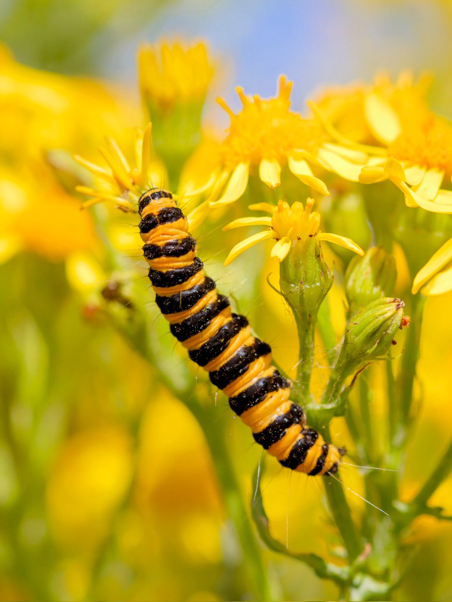 WTBBC's tweet image. Have you spotted any cinnabar moth caterpillars? Now's the time to see these orange and black beauties - just look on ragwort and you might find them, sometimes in large numbers on a single plant! Their vibrant colours are a deterrent to predators, loudly saying "don't eat me"!