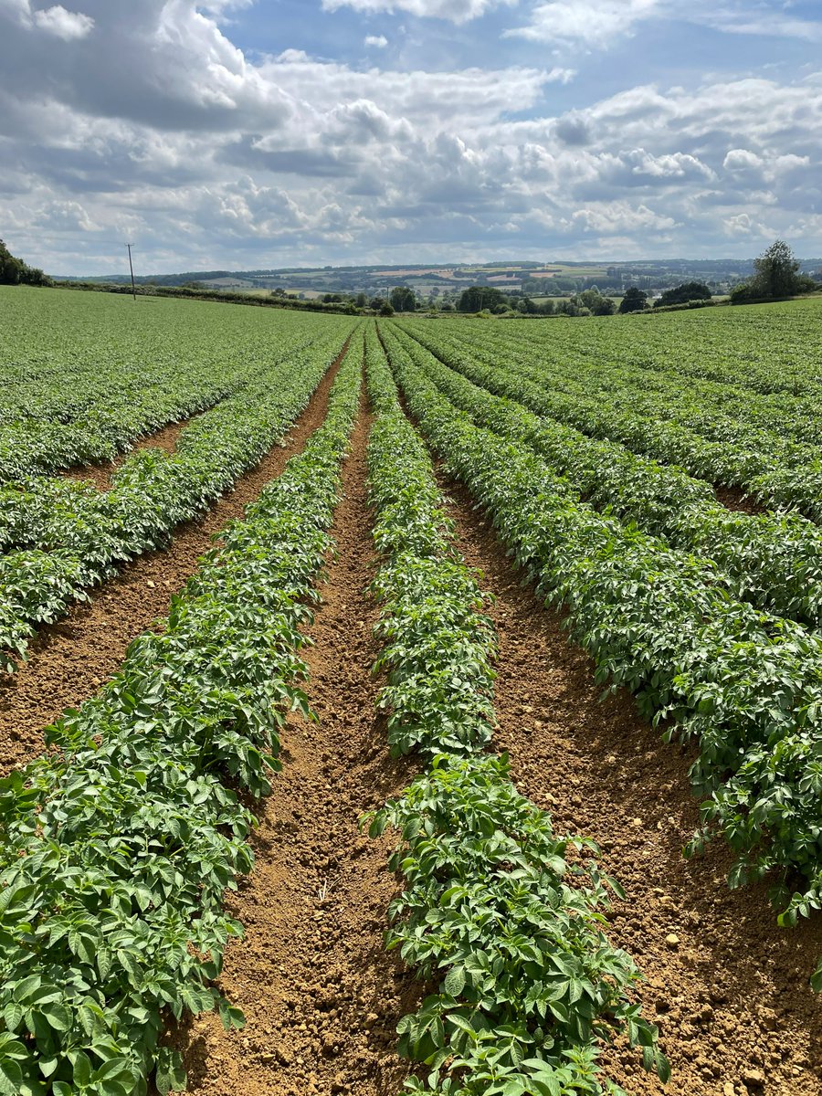 Branston Seed tweet media