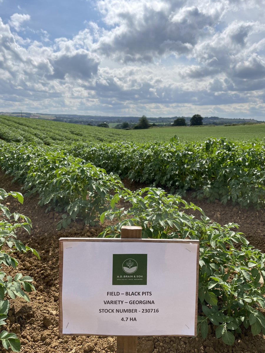 Branston Seed (@branstonseed) on Twitter photo We also visited Jason Brain yesterday to look at his crop of Georgina seed destined for #Branston growers. Fantastic quality all round. <a href="/JasonBrain7/">Jason Brain</a> #Georginapotato #Branstonseed #Tescofinest We also visited Jason Brain yesterday to look at his crop of Georgina seed destined for #Branston growers. Fantastic quality all round. <a href="/JasonBrain7/">Jason Brain</a> #Georginapotato #Branstonseed #Tescofinest