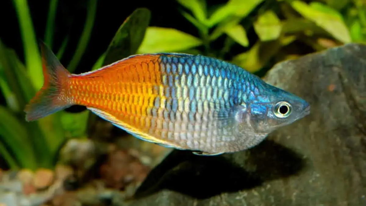 brineshrimp_'s tweet photo. Attention, science educators! Brine shrimp eggs are an excellent resource for teaching students about life cycles, aquatic ecosystems, and biology. Engage your students with hands-on experiments using brine shrimp eggs  #scienceeducation #aquaticlivefood #biology https://t.co/gmkthjDvhd
