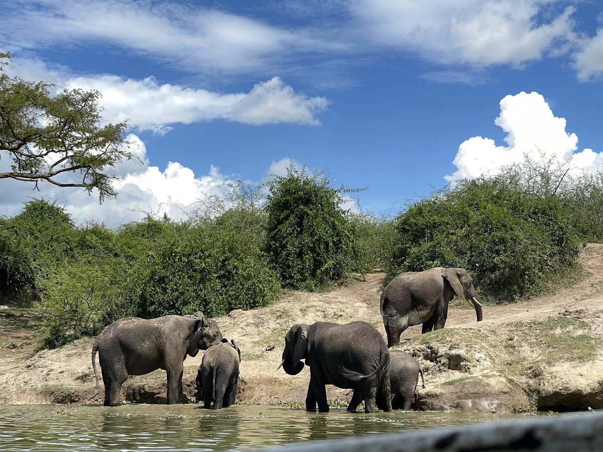 The Kazinga channel is one of the best places in Uganda to see elephants. Though most famous for hippos and birds, land’s largest mammals will leave you wanting more cruising time along the channel. 

Explore Uganda with us for more

#kazingachannel