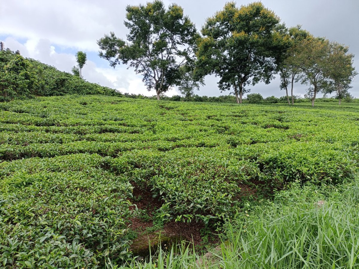 UNDPVietNam's tweet photo. #iLandscape project selects precision agriculture as intervention model, driving #sustainability, livelihood improvement, inclusion &amp; export advantage. With this approach, we're transforming farming practices, empowering local communities &amp; paving the way to brighter future🌿🌾🌱 https://t.co/uXI4xfRU5j