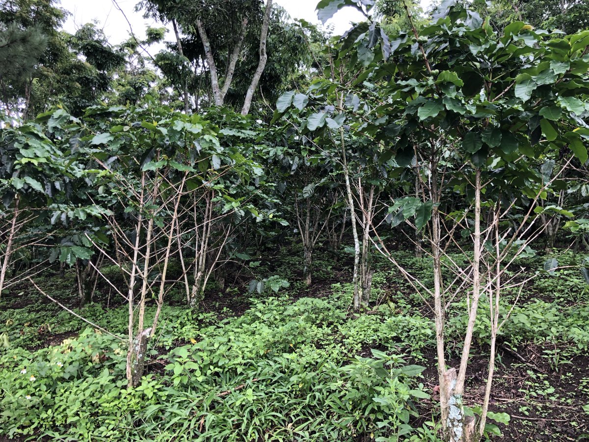 UNDPVietNam's tweet photo. #iLandscape project selects precision agriculture as intervention model, driving #sustainability, livelihood improvement, inclusion &amp; export advantage. With this approach, we're transforming farming practices, empowering local communities &amp; paving the way to brighter future🌿🌾🌱 https://t.co/uXI4xfRU5j
