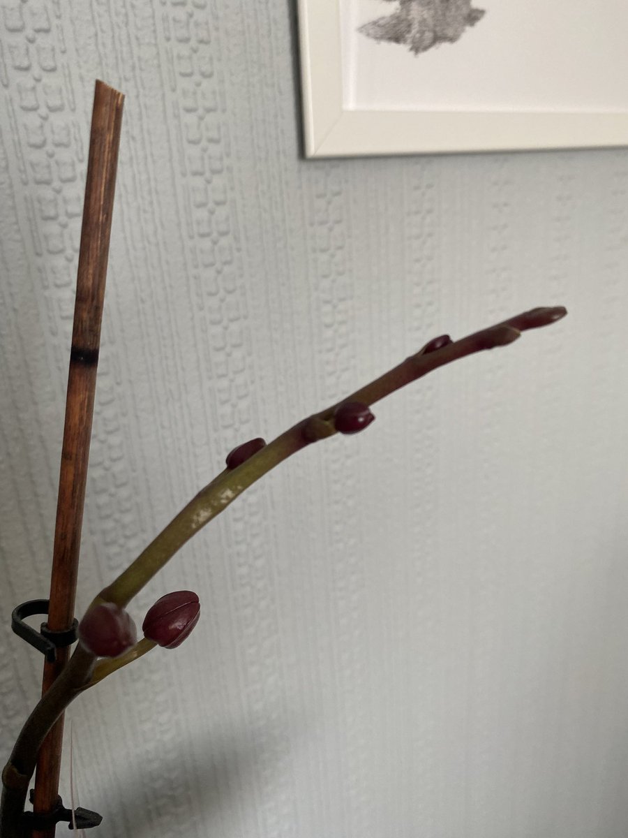 Aya Nassar tweet media